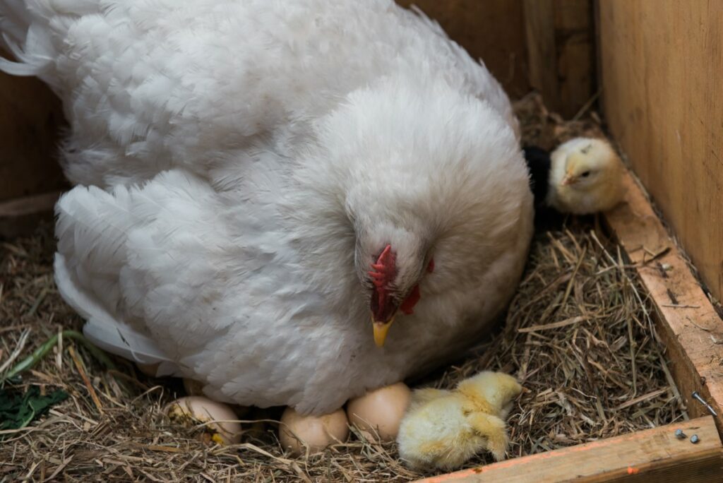 6 astuces pour le bien-être de vos poules