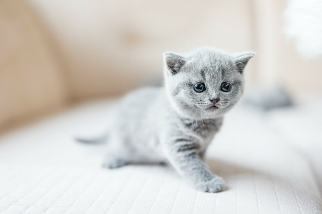 6 espèces méconnues de petits félins