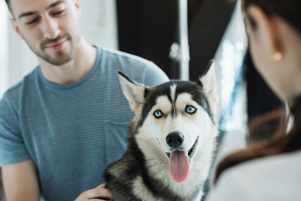 6 races de chiens aux yeux bleus