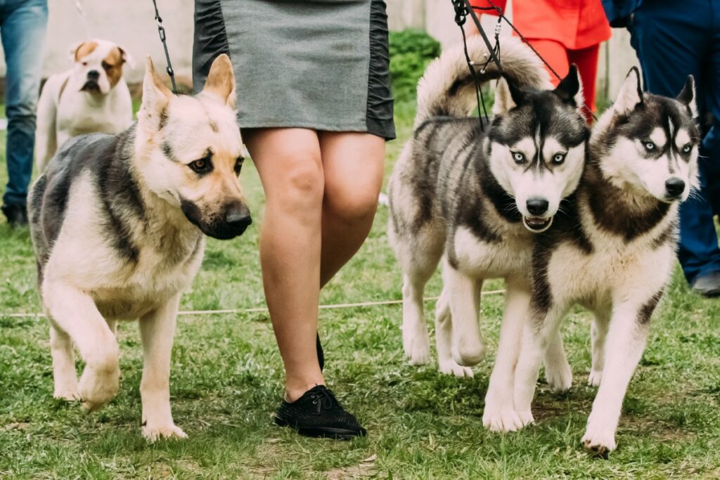7 races canines