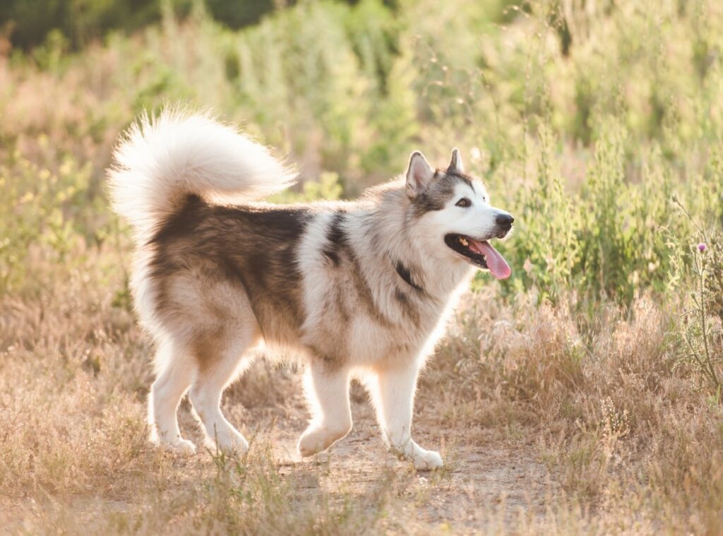Alaskan Klee Kai