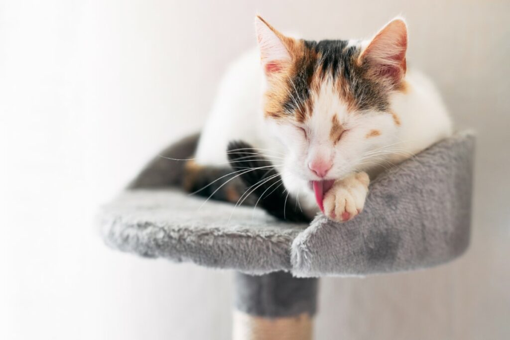 Aménagements cosy pour chats