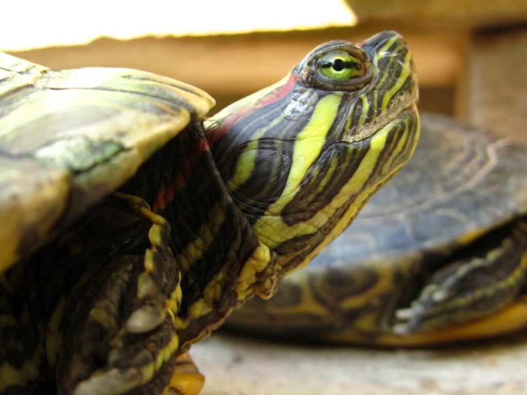 Caring for snake-necked turtles