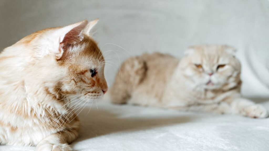 Comportements de chat