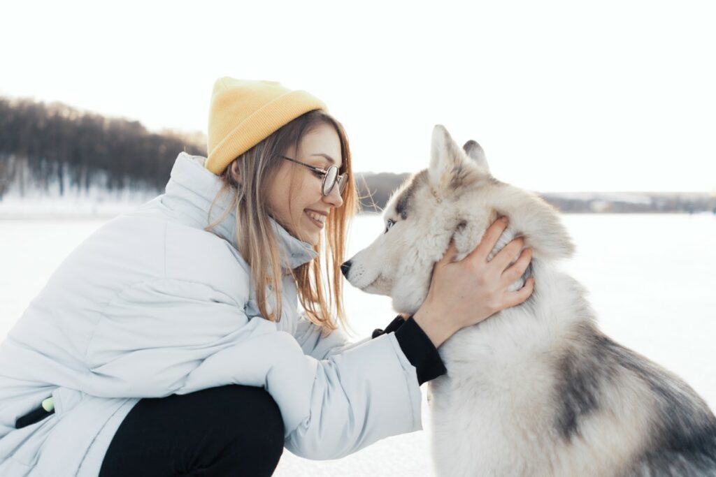 Comprendre le husky de Sibérie