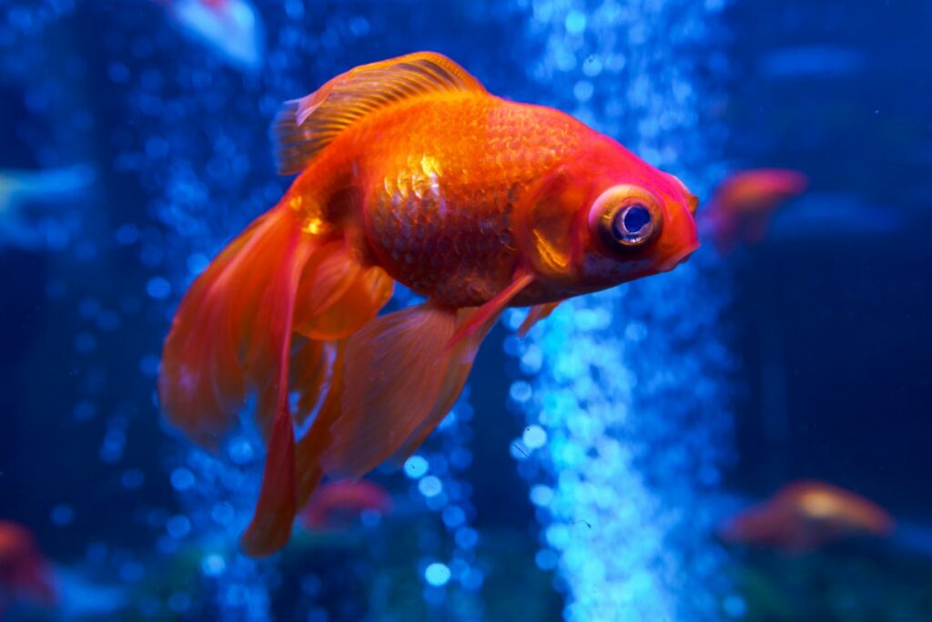 santé des poissons rouges