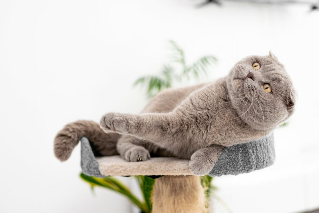 Création d'un arbre à chat unique