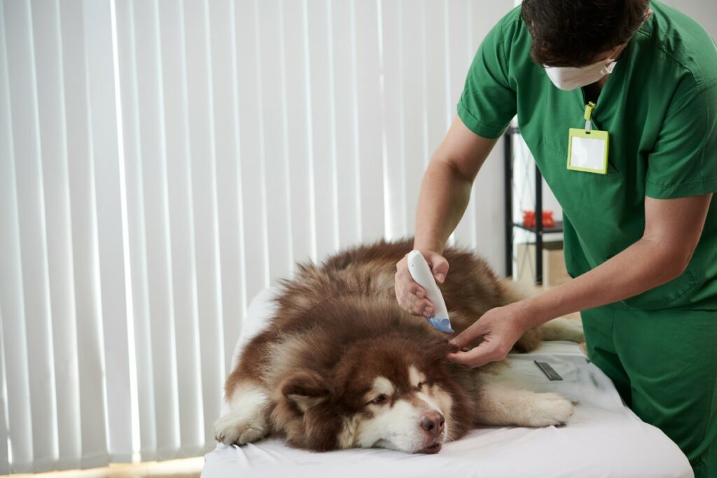 Démêlage canin