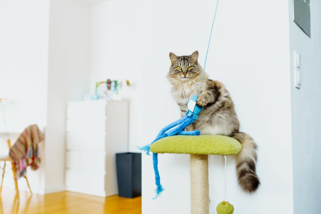 Fabriquer des jouets pour chat et chien