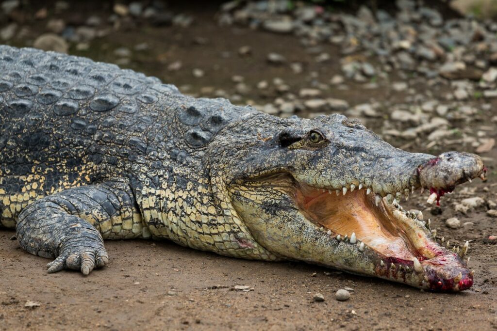 Mystères du règne animal