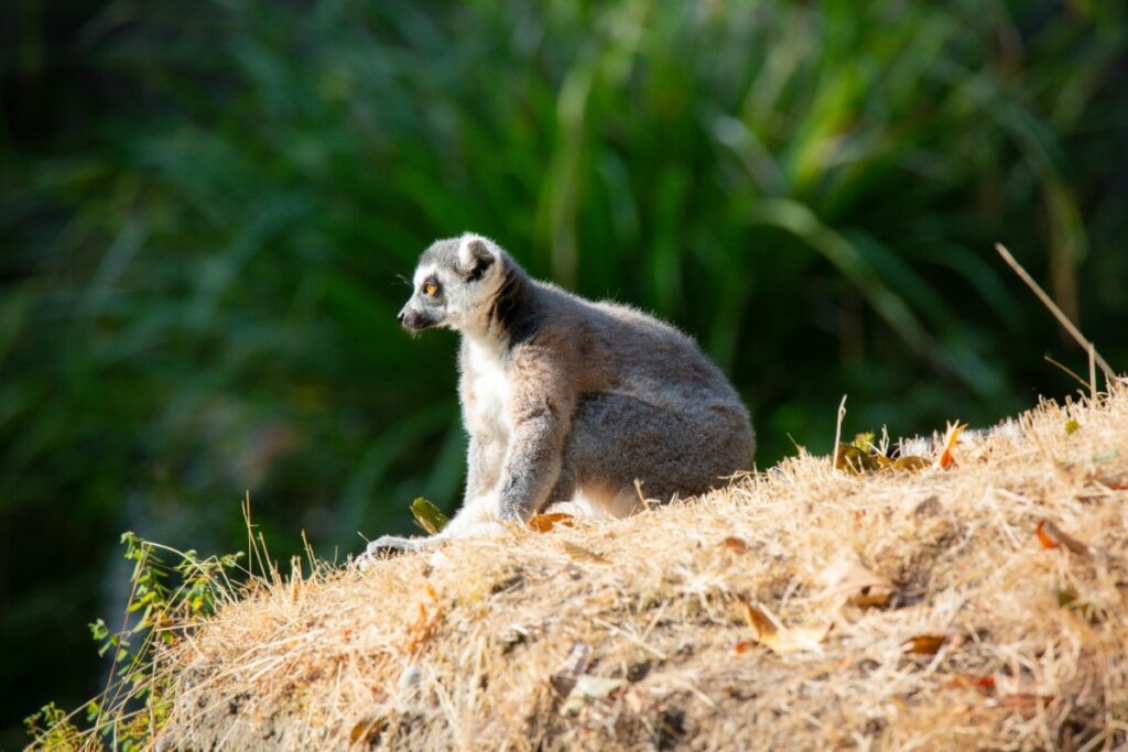 Nouvelles espèces animales étonnantes