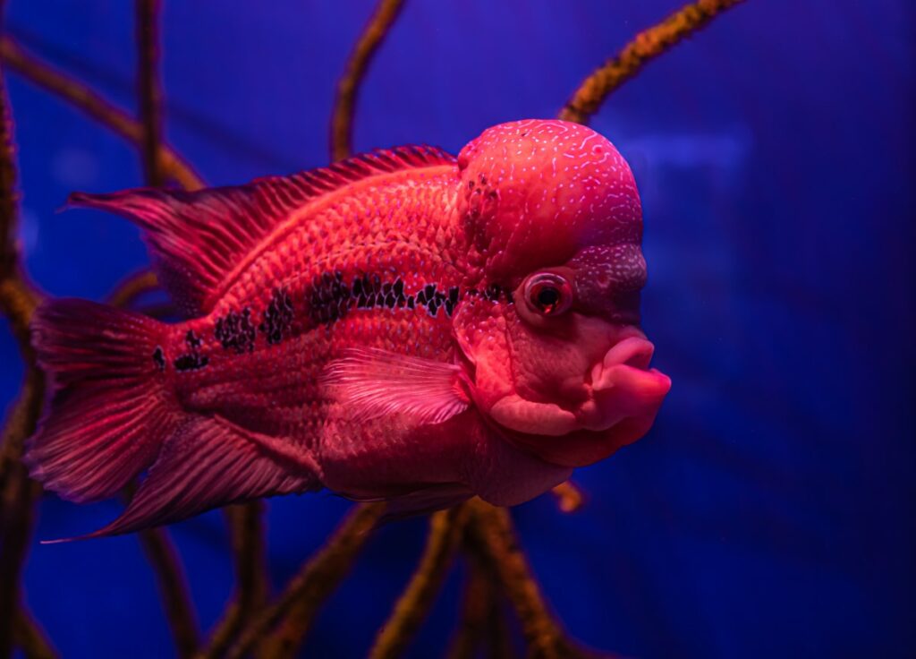 Poissons et invertébré