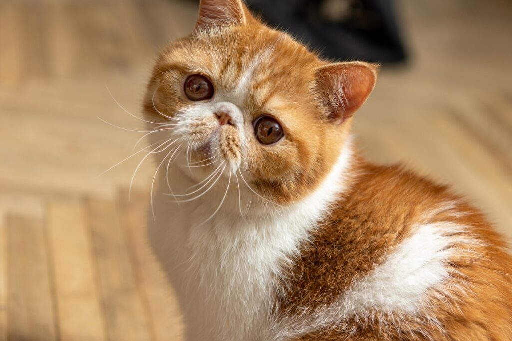 Secrets de la race Exotic Shorthair