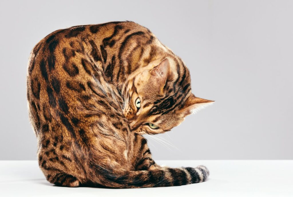 adopter un chat bengale