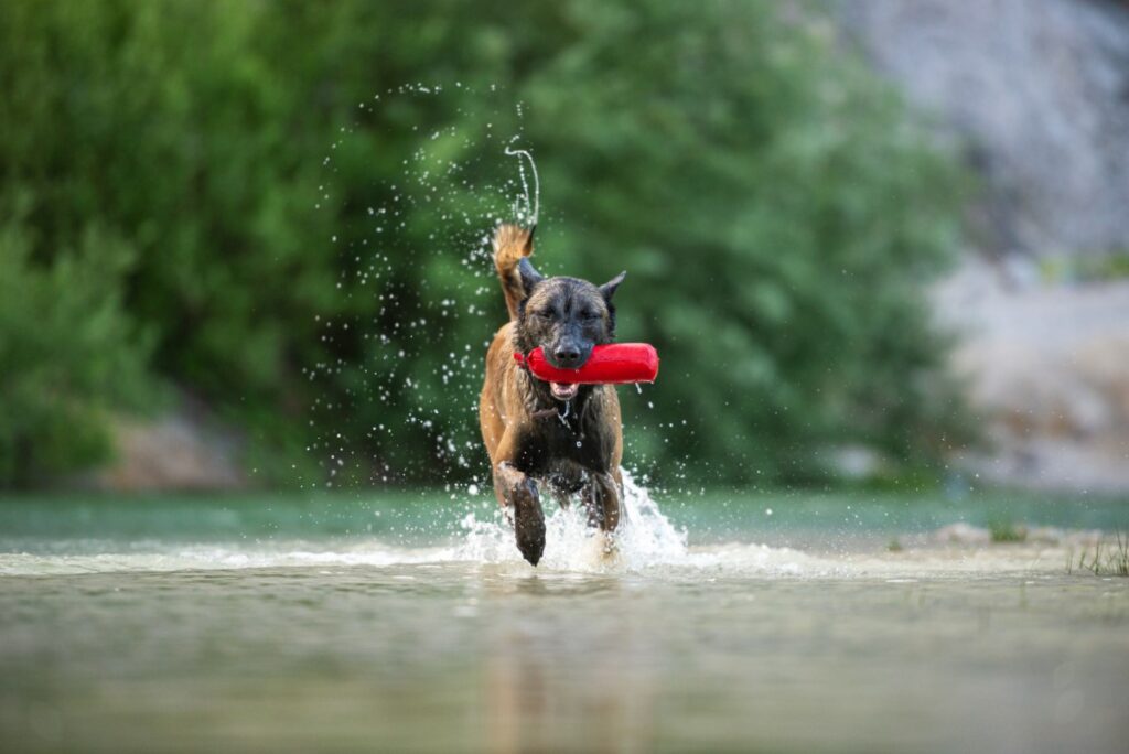 adopter un chien malinois