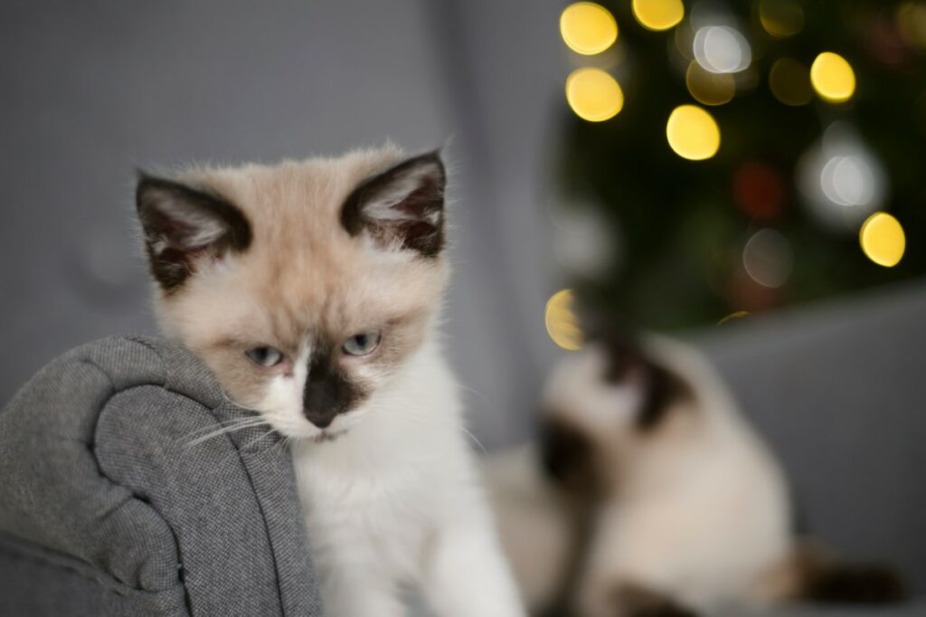 adoption d'un chat siamois