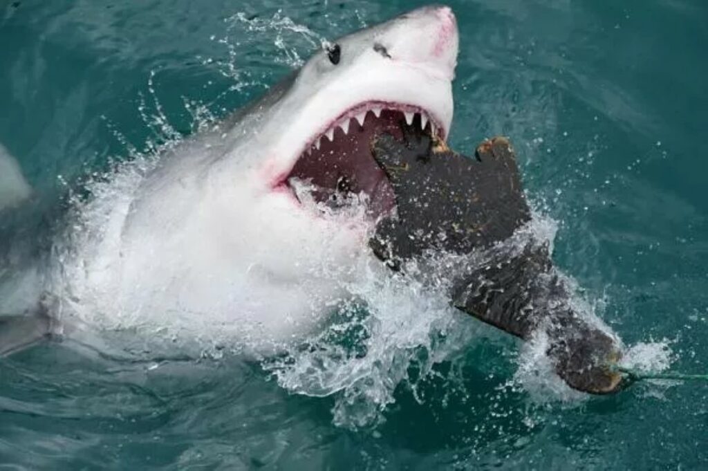 animaux les plus redoutables de la Méditerranée