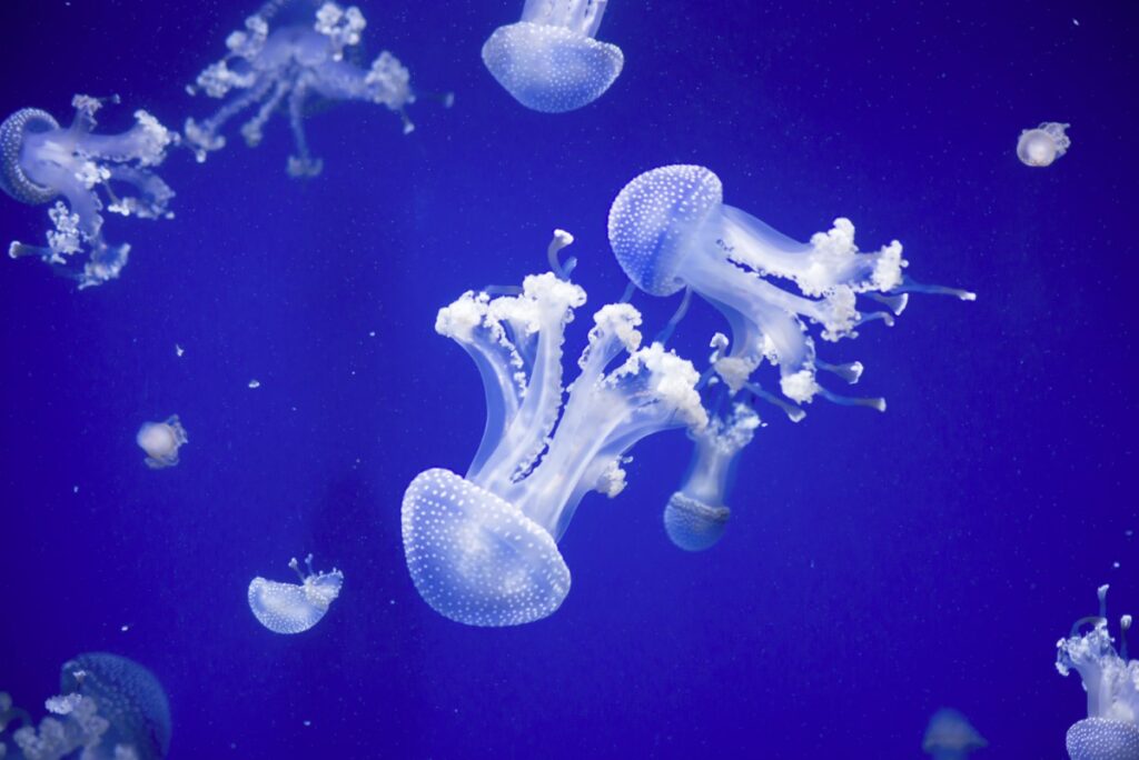 animaux transparents