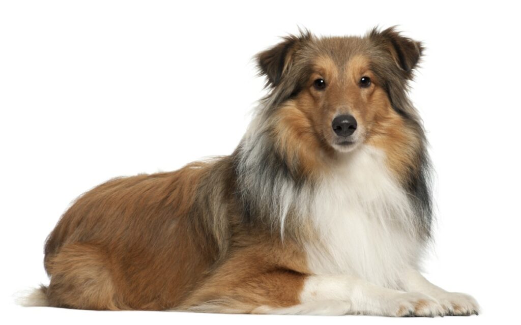 berger Shetland