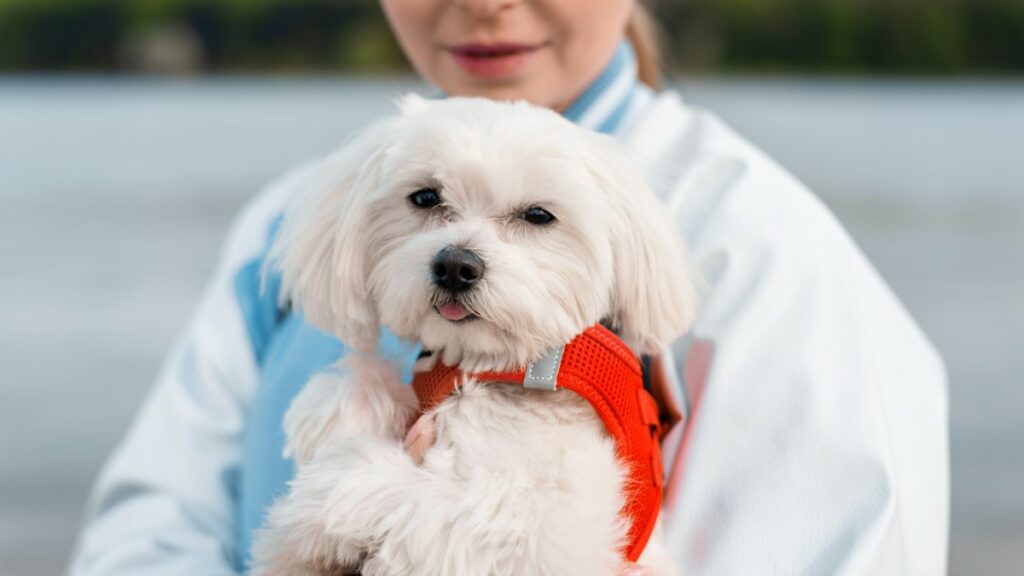 bichon-maltais