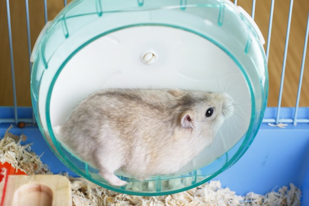 boules d'exercice pour hamsters