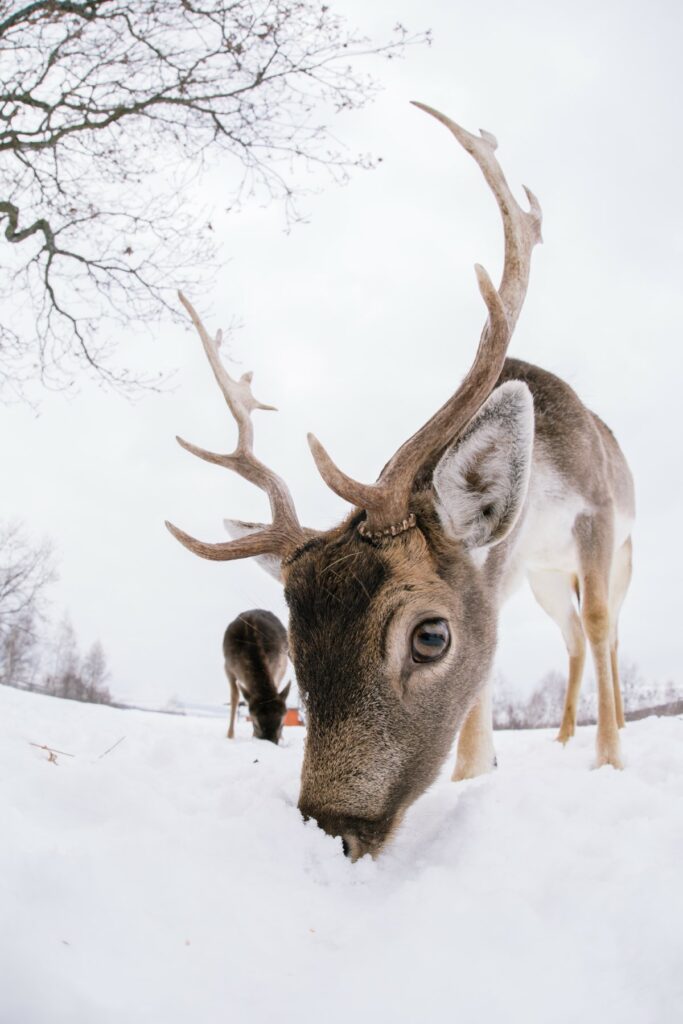 cerfs se séparent de leurs bois