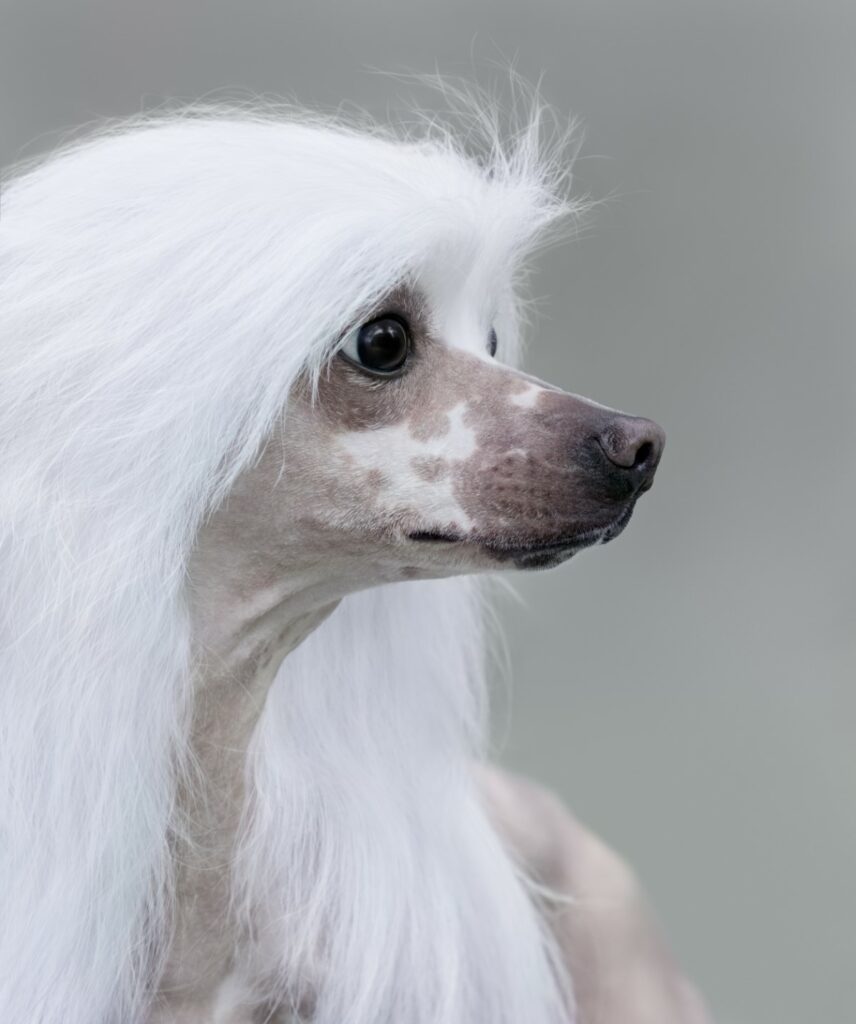 chiens insolites et méconnues