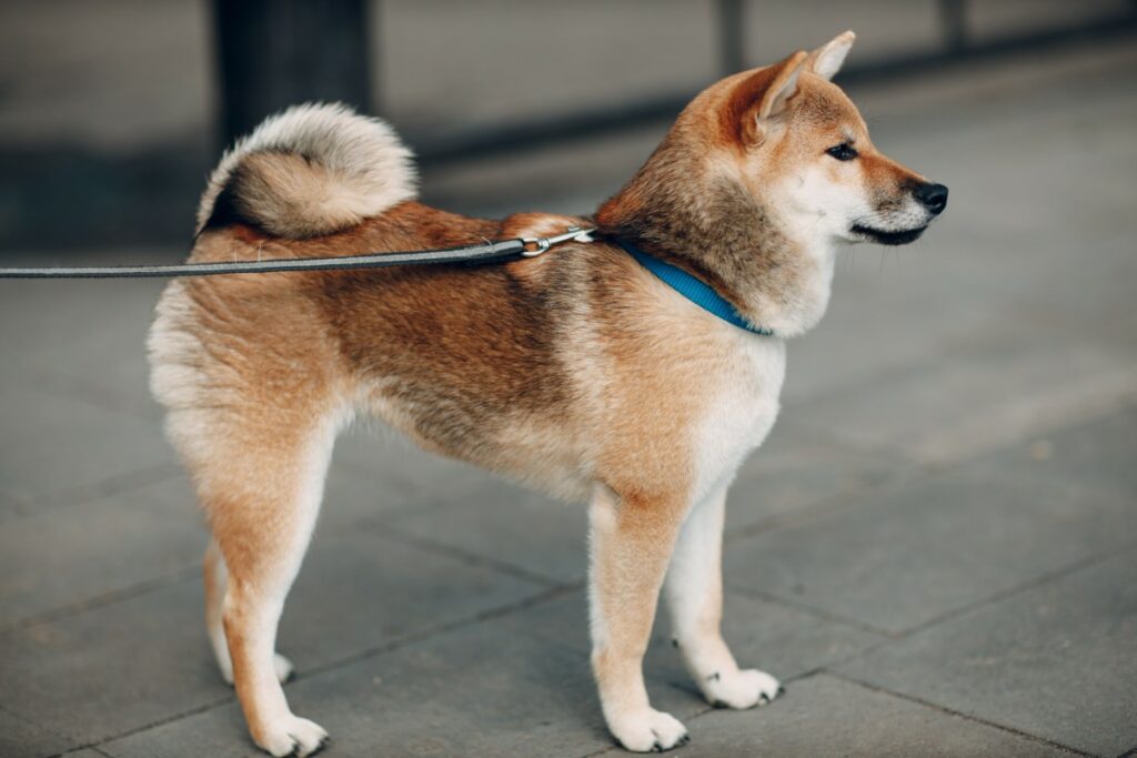 chiens originaires du Japon