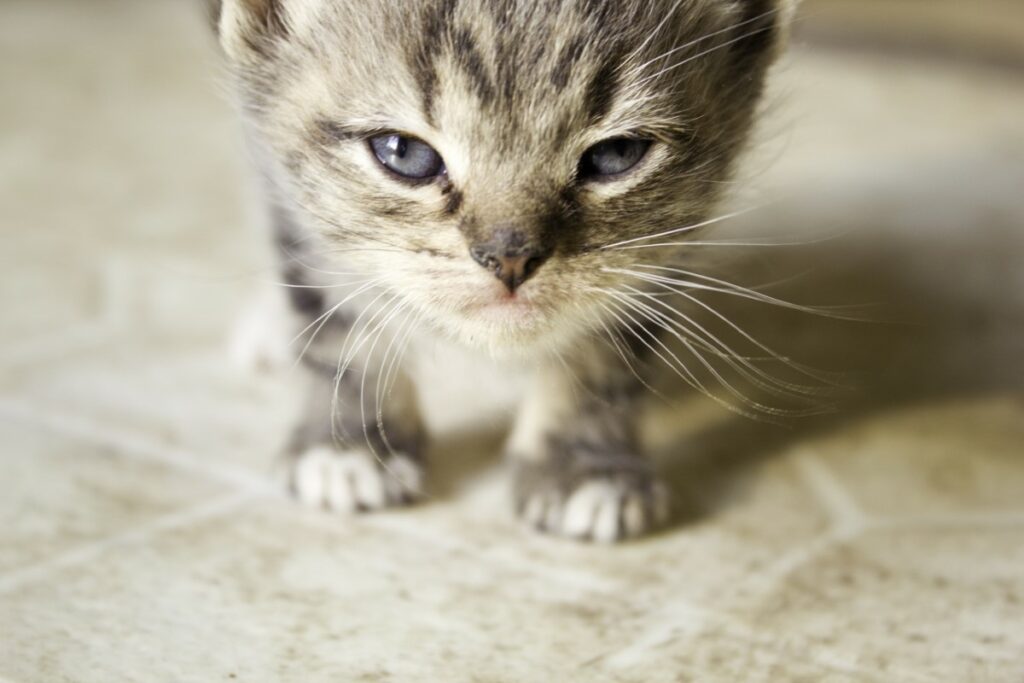 comportements inhabituels chez le chat