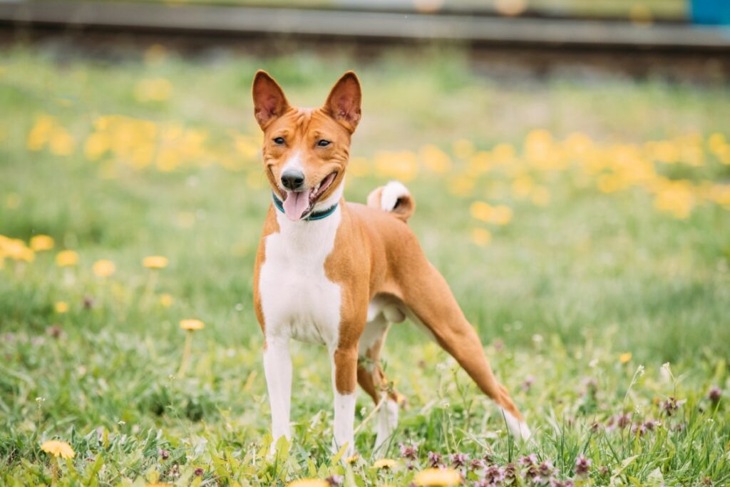 comprendre le comportement du Basenji