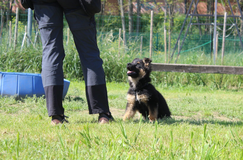 éducateur canin
