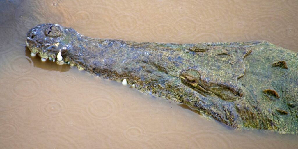 efforts de conservation pour le crocodile