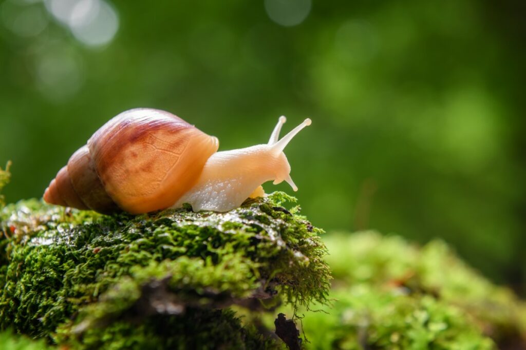 escargot jamais observé