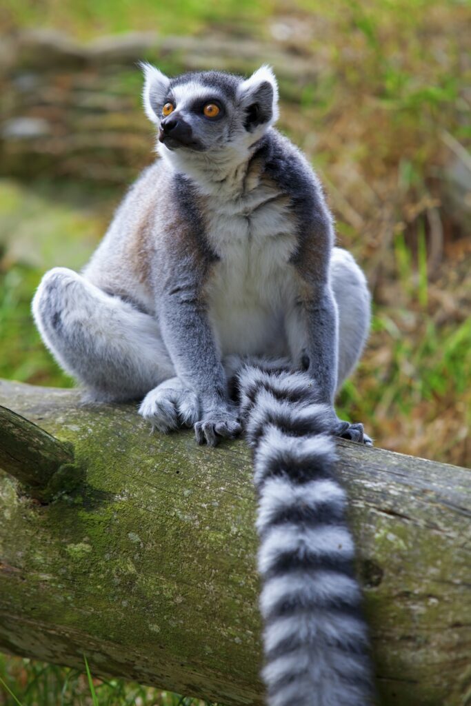 espèce menacée de Madagascar