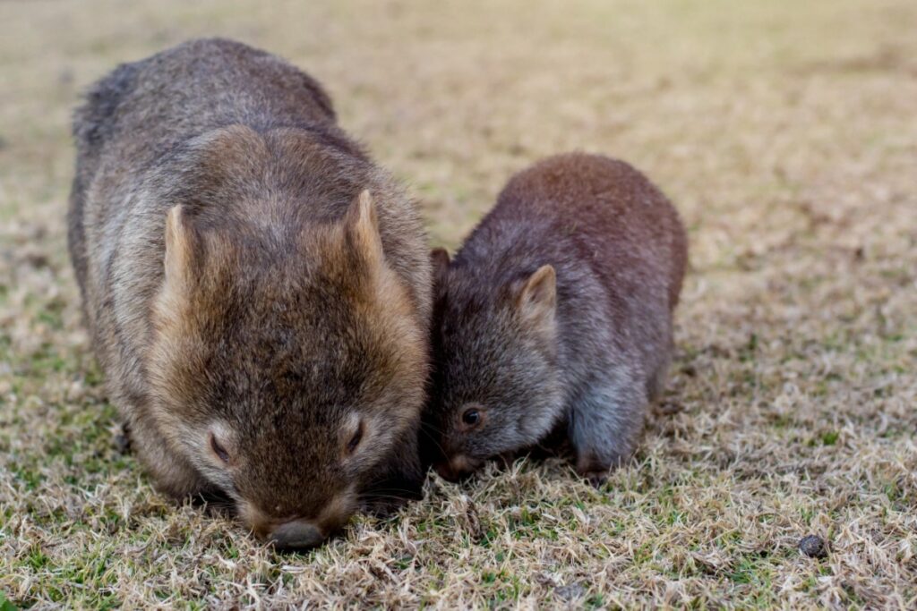 excrément cubique du wombat
