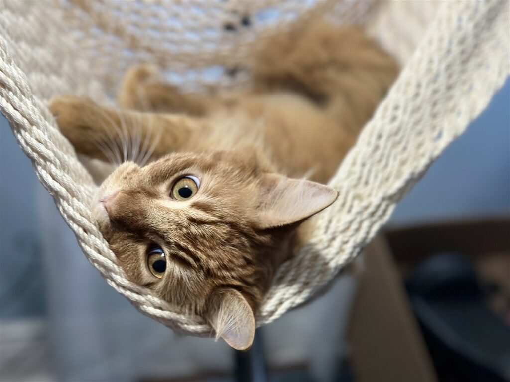 fabriquer un hamac pour chats