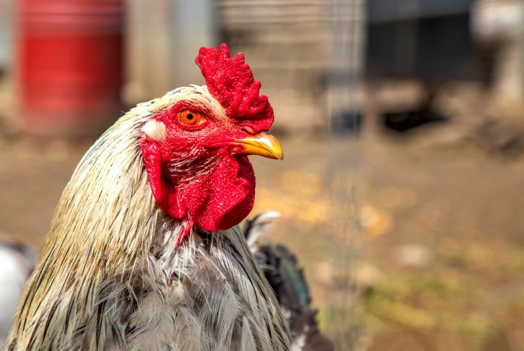 faire taire efficacement un coq sans le toucher