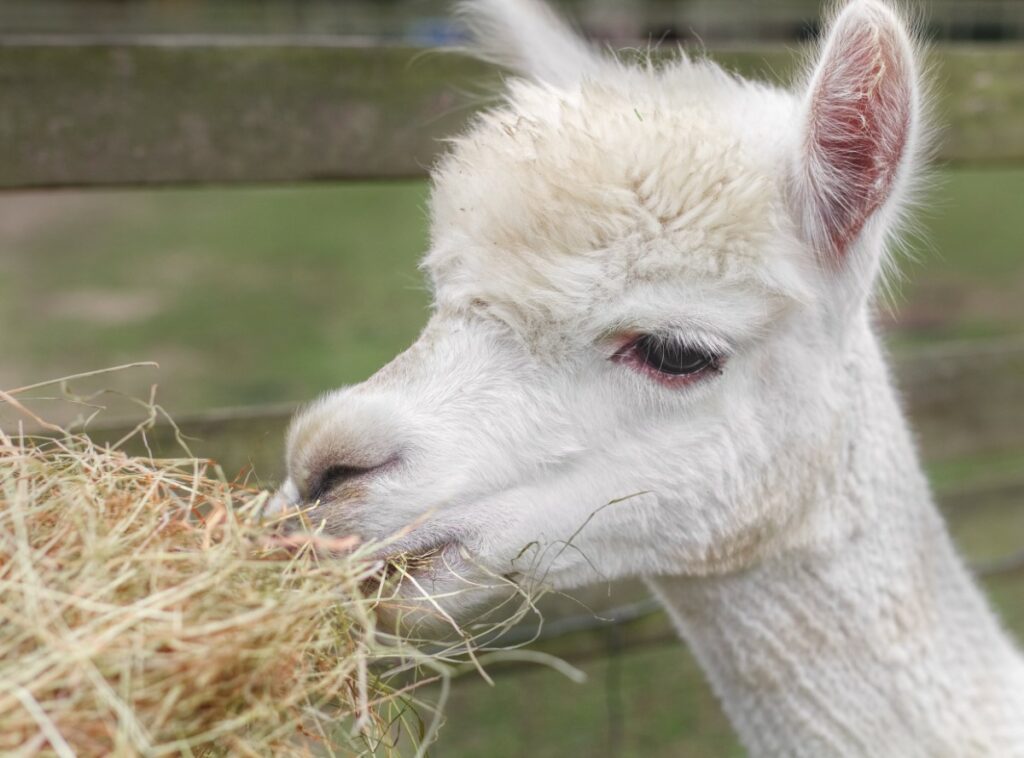 ferme dédiée aux lamas et alpagas