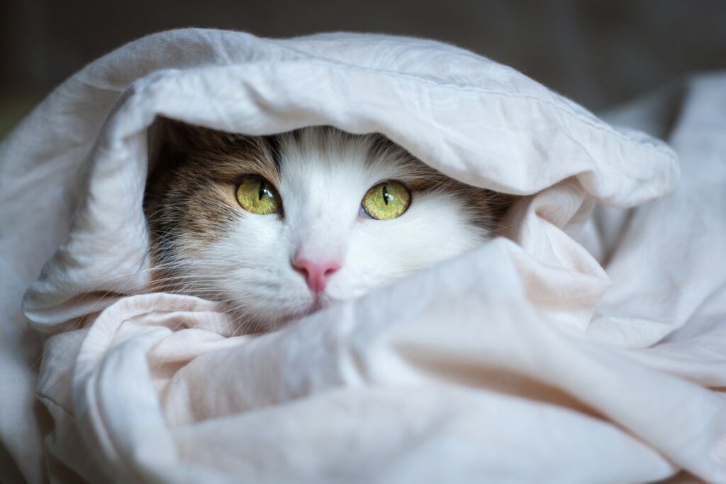 garder-votre-felin-au-frais