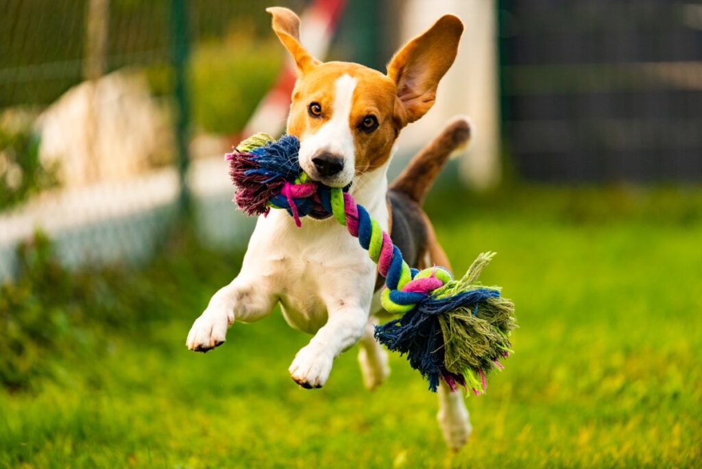 idees-uniques-pour-gater-vos-chiens