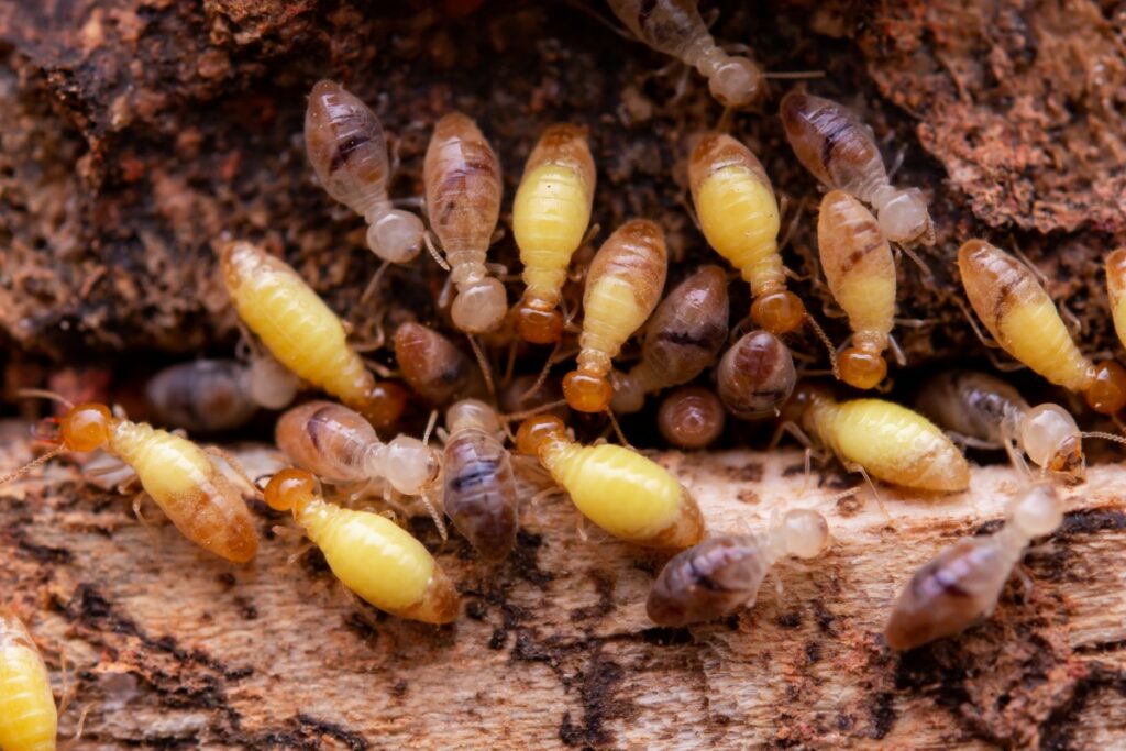 insectes xylophages nuisibles