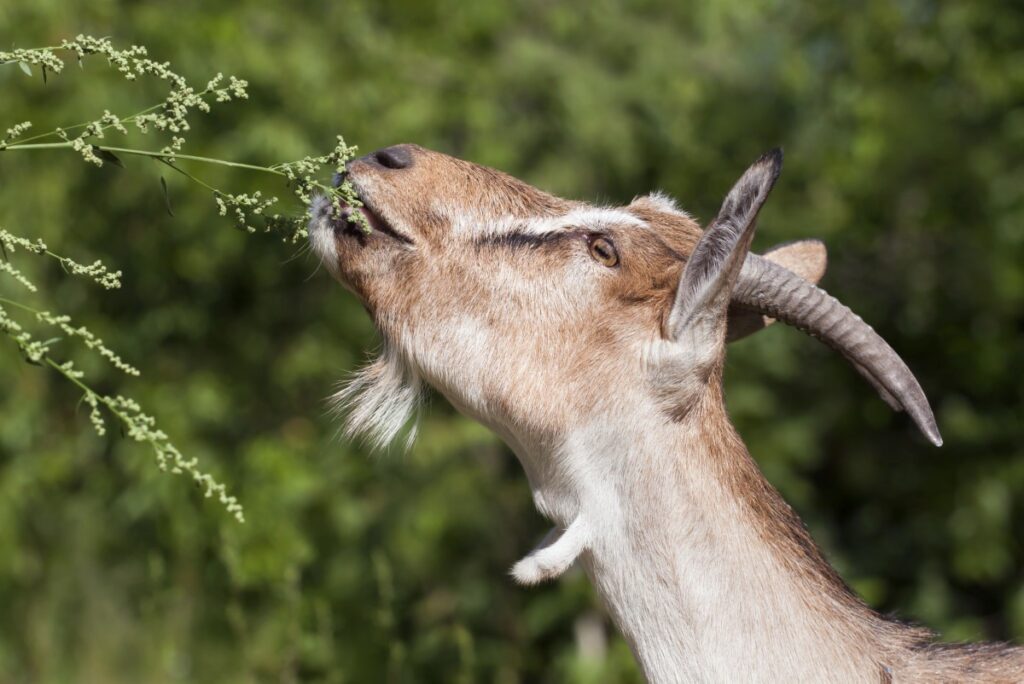 les animaux et les plantes