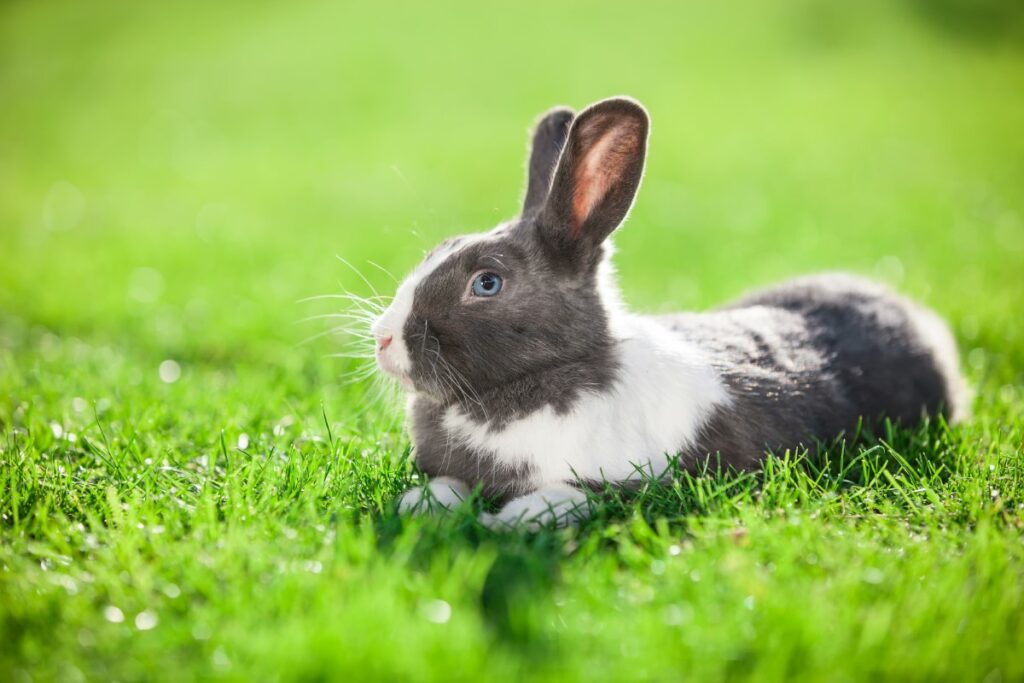 mue chez les lapins de compagnie