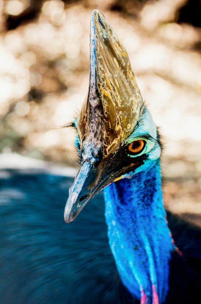 oiseau Casoar