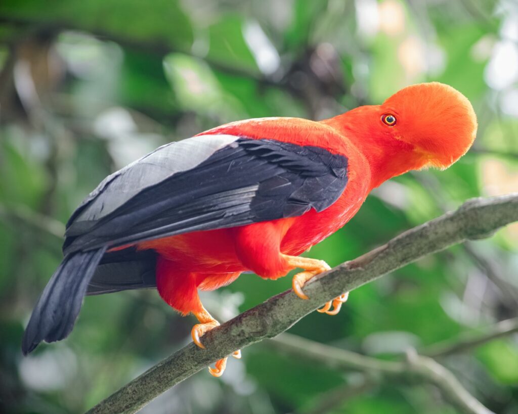 oiseaux les plus douées pour la parole