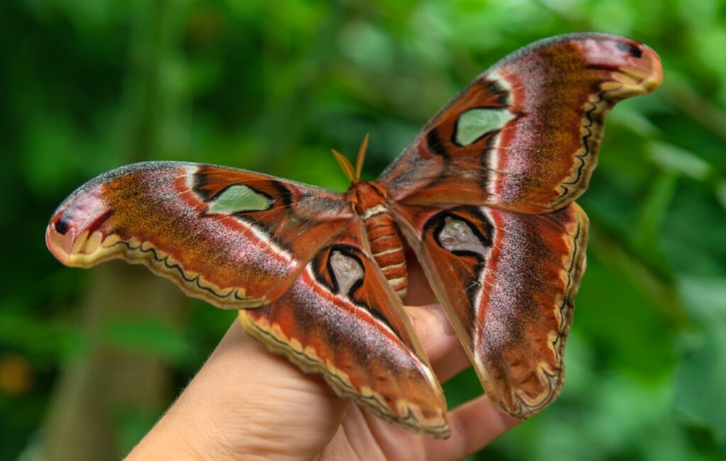 papillon de nuit géant
