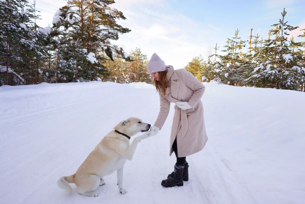 pattes de votre chien en hiver