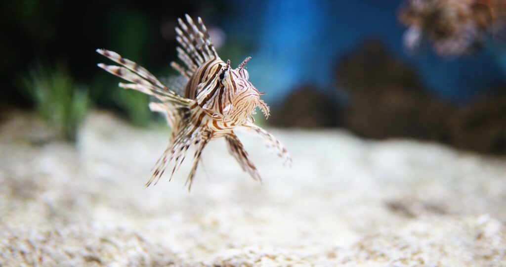 poissons venimeux