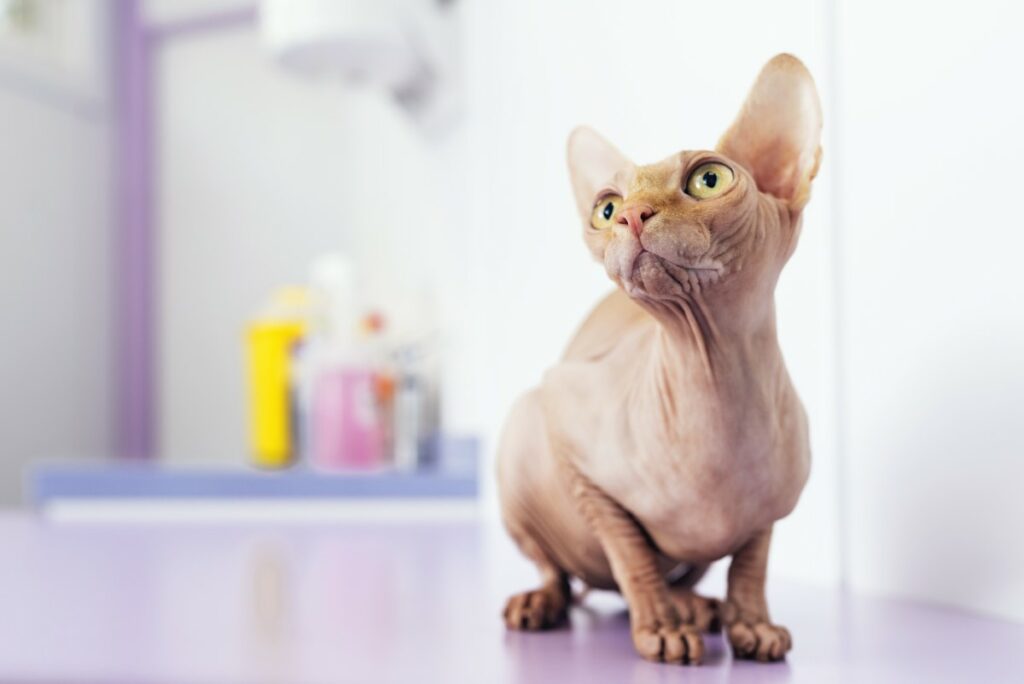 prendre soin d'un chat Sphynx