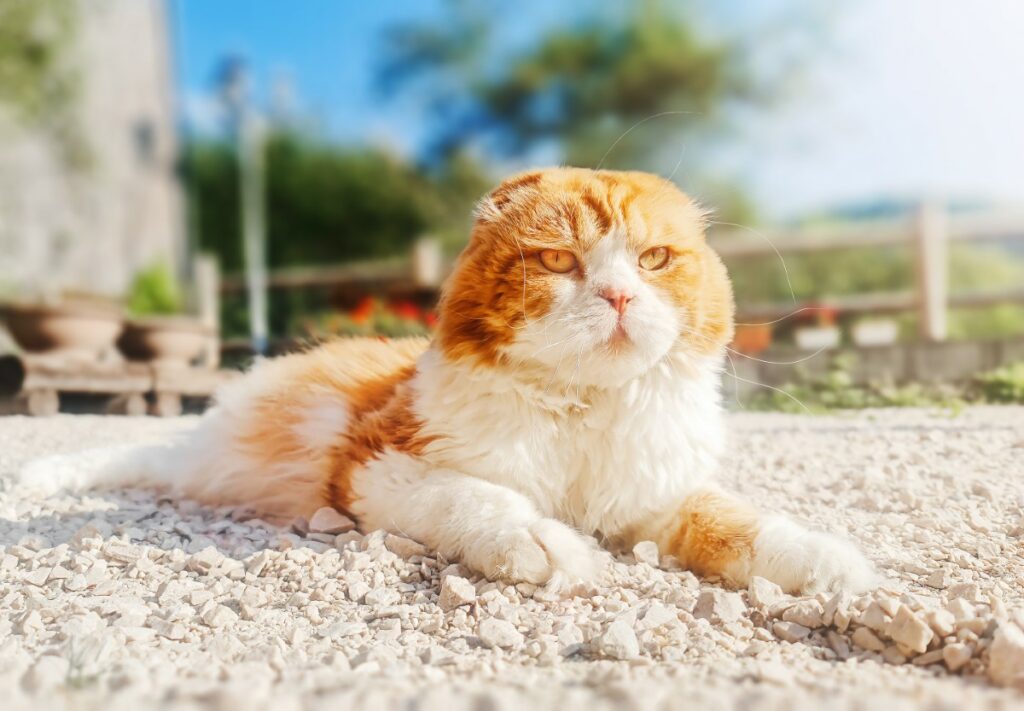 protegez-votre-chat-de-la-canicule